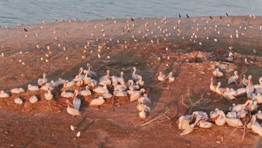 Grațioasele păsări flamingo și-au făcut din nou apariția pe un lac din România