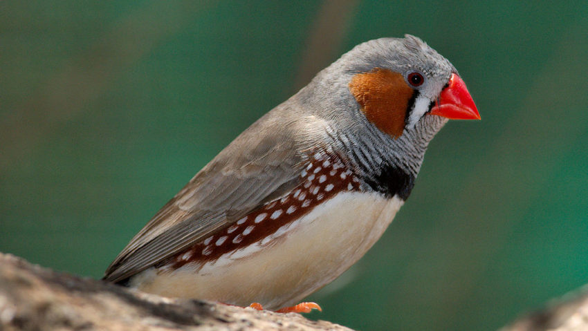 Știați că o specie de păsări cântă un singur cântec?