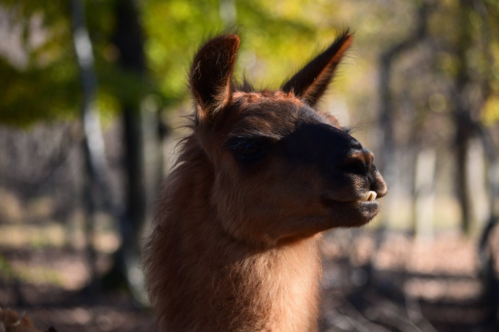 20 de rezidenți noi la Zoo Parc Moara de Vânt Sălicea [AUDIO]