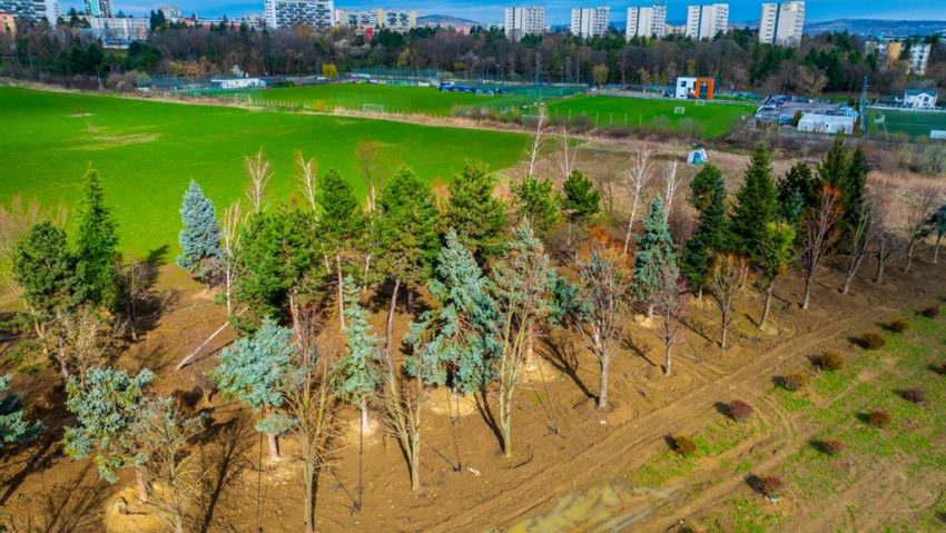 Copacii de la Carbochim prind viață în altă parte a orașului