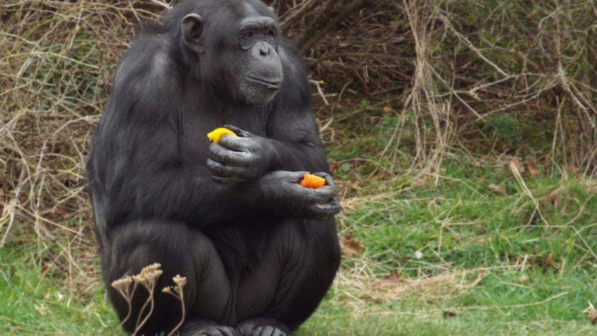 O gorilă de la Zoo Berlin a împlinit 67 de ani