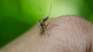 Creştere considerabilă a numărului de cazuri de febră Dengue