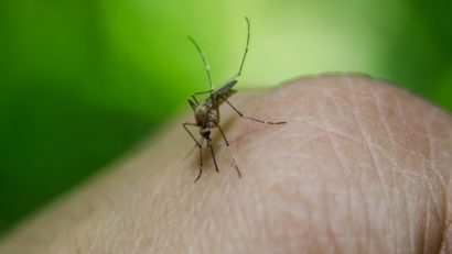 Epidemie majoră de febră Dengue