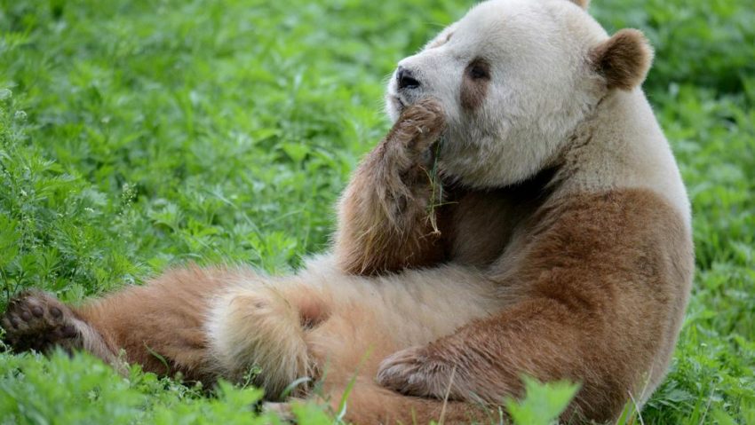 Un exemplar rar de panda brun, surprins în China