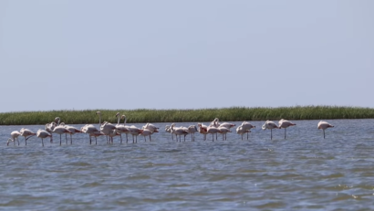 Delta Dunării s-a umplut de păsări flamingo