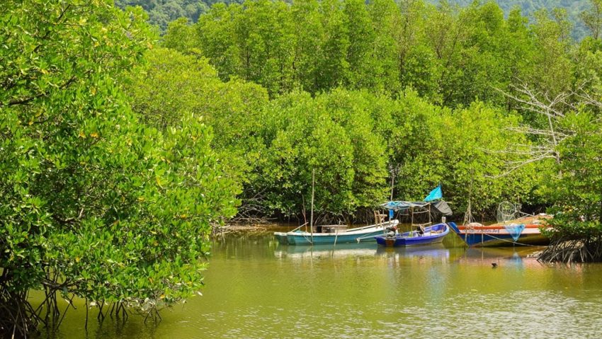 Pădurile de mangrove în pericol!