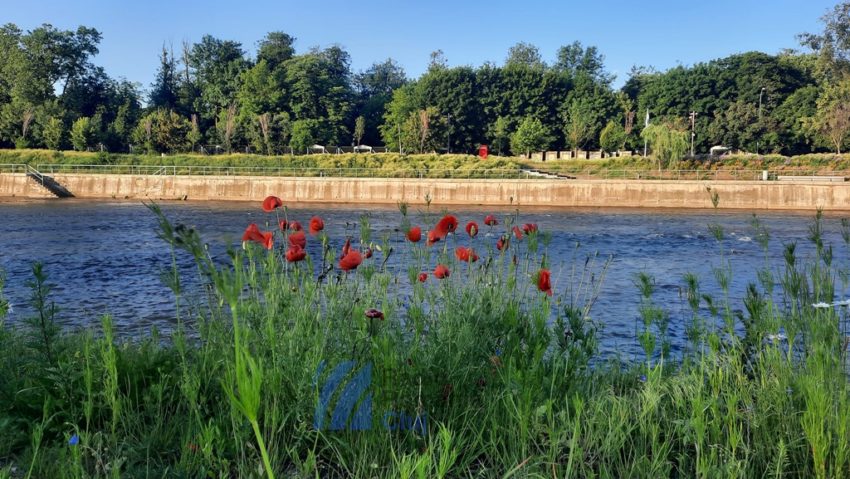 Plante care atrag bogăţie, sănătate şi fericire