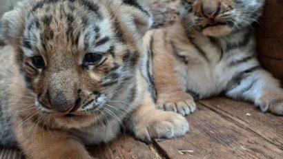 Doi pui de tigru siberian au venit pe lume la Zoo Oradea | FOTO