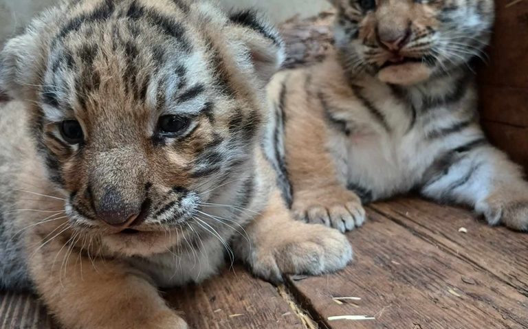 Doi pui de tigru siberian au venit pe lume la Zoo Oradea | FOTO