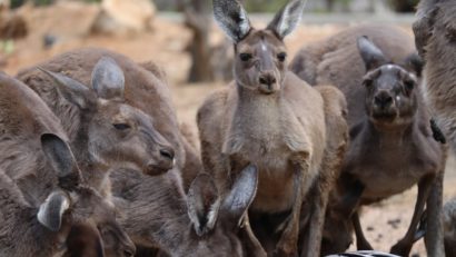 Un adevărat masacru al cangurilor stârnește emoție în Australia