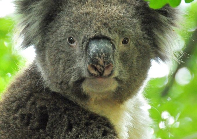 Interzis să se mai îmbrățișeze ursuleții koala