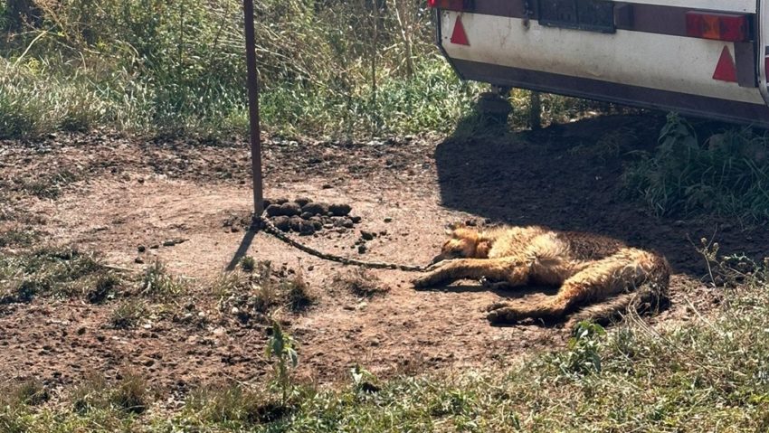 Câine maltrat, în stare deplorabilă, salvat de Protecția Animalelor | FOTO