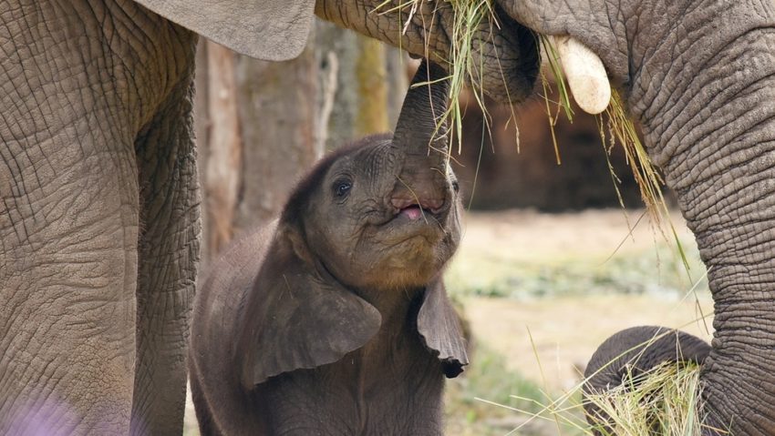 Elefant vaccinat împotriva unei forme de herpes deosebit de mortală