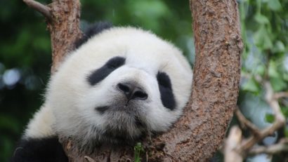 O femelă de panda de la zoo, însărcinată cu gemeni