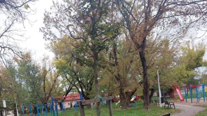 Un sfert din arborii plantați în Oradea s-au uscat