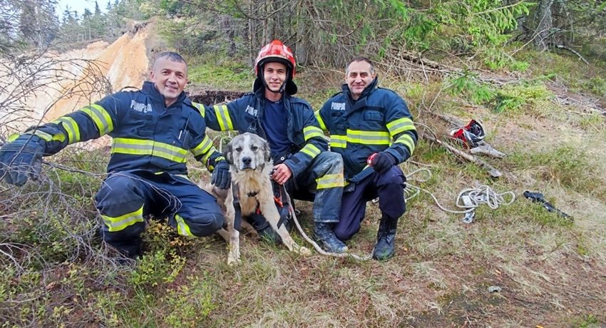 Pompierii au salvat un câine căzut într-o râpă