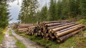 Pădurar reținut pentru că a facilitat dispariția a 460 de arbori