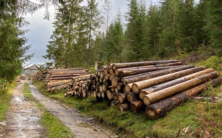 Pădurar reținut pentru că a facilitat dispariția a 460 de arbori