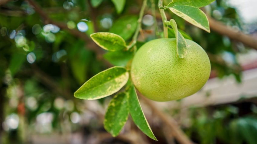 Pomelo – garantul absolut al bunei stări de sănătate