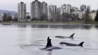 Balene surprinse în Vancouver