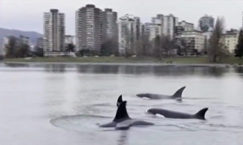 Balene surprinse în Vancouver