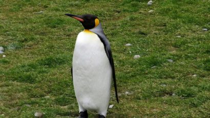 Peste 3.400 de kilometri parcurși de un pinguin imperial!