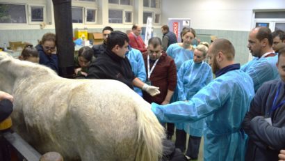 Cei muncitori, cei iuţi şi cei frumoşi: Cum e viaţa în singurul spital non stop pentru cai din România | FOTO