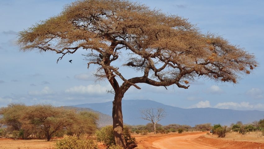 Africa se împarte în două mai repede decât se credea anterior