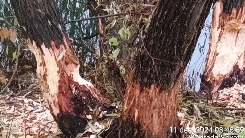 Castorii amenință copacii de pe malul Crișului Repede | FOTO