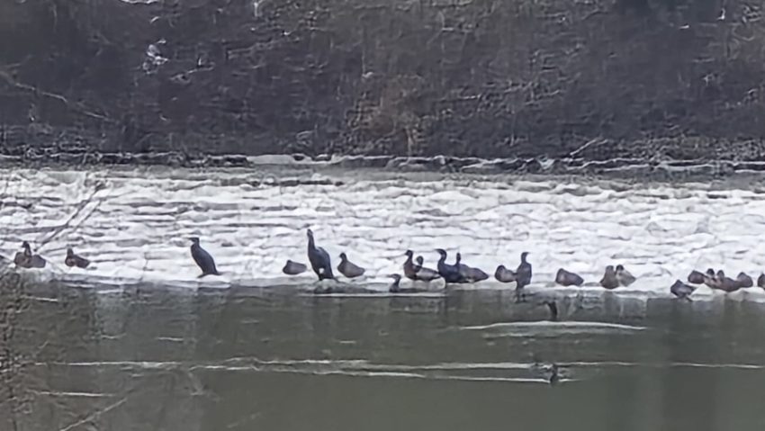 Cormoranii decimează peștii din Someș și lacul Vârșolț