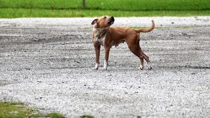 Incident șocant – O tânără a fost mușcată de un câine