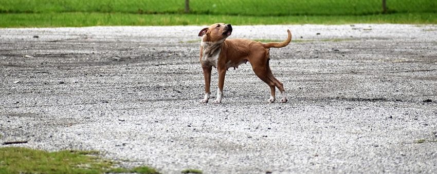 Incident șocant – tânără mușcată de un pitbull, pe Bulevard