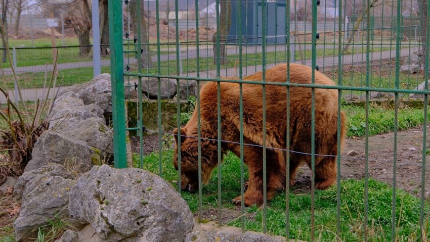 Aglomerație la Grădina Zoologică. Oamenii vor să vadă ursul ieșind din bârlog | FOTO