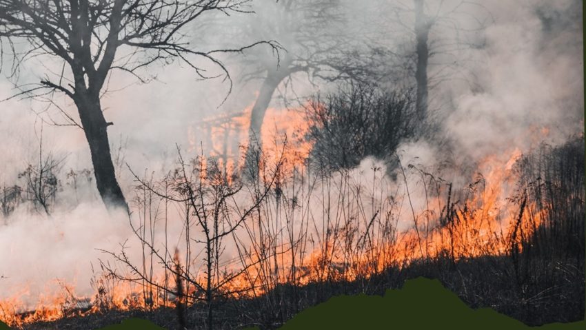 Începe la Sighet campania de colectare a resturilor vegetale