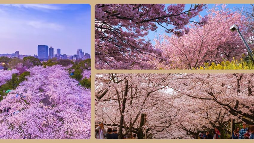 Inteligența artificială ar putea ajuta la conservarea cireșilor din Japonia